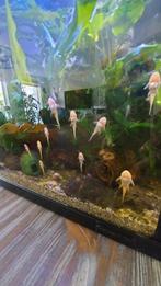 Ancistrus gold, Dieren en Toebehoren, Vis