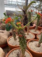Caudex Euphorbia Viguieri inheems soort uit Madagaskar., Huis en Inrichting, Overige soorten, Ophalen of Verzenden, In pot, Minder dan 100 cm