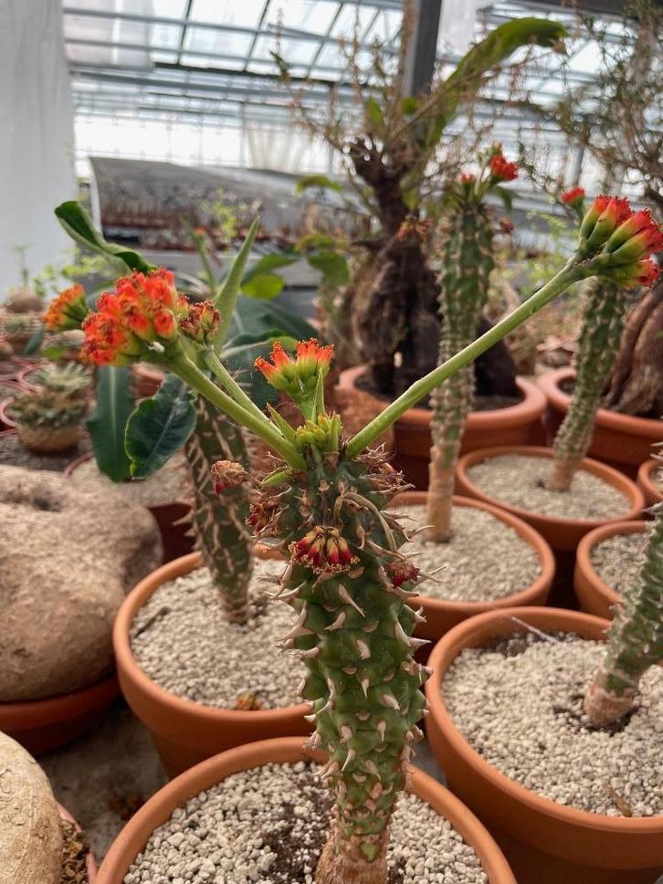 Caudex Euphorbia Viguieri inheems soort uit Madagaskar., Huis en Inrichting, Kamerplanten, Overige soorten, Minder dan 100 cm