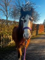 Bruine A-pony Ruin eventueel Dpony Ruin, Met stamboom, Ruin, Springpony, 3 tot 6 jaar