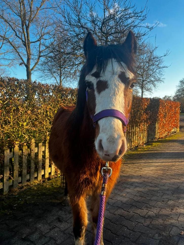 Bruine A-pony Ruin eventueel Dpony Ruin, Dieren en Toebehoren, Pony's, Ruin, D pony (1.37m tot 1.48m), Springpony, 3 tot 6 jaar