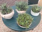 Vetplant Haworthiopsis, Tuin en Terras, Planten | Tuinplanten, Zomer, Ophalen