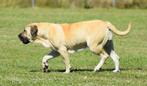 boerboel - 13 m, female-reg- SABBS+transport info, Particulier, Rabiës (hondsdolheid), 1 tot 2 jaar, Buitenland