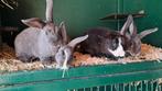 4 rex konijnen rammen van 5-5, Dieren en Toebehoren, Mannelijk, Middelgroot, 0 tot 2 jaar