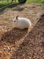 Baby konijntjes, Dieren en Toebehoren, Konijnen, Meerdere dieren