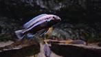 Melanochromis auratus man volwassen, Dieren en Toebehoren, Vissen | Aquariumvissen, Zoetwatervis, Vis
