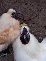 Gratis 2 jonge zijdehoen  hanen.., Dieren en Toebehoren, Pluimvee, Mannelijk, Kip