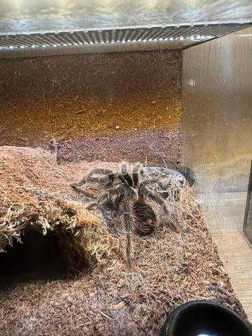 Lasiodora klugi beschikbaar voor biedingen