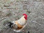Marans Haan, groot. Van april 2025, Dieren en Toebehoren, Pluimvee, Mannelijk, Kip