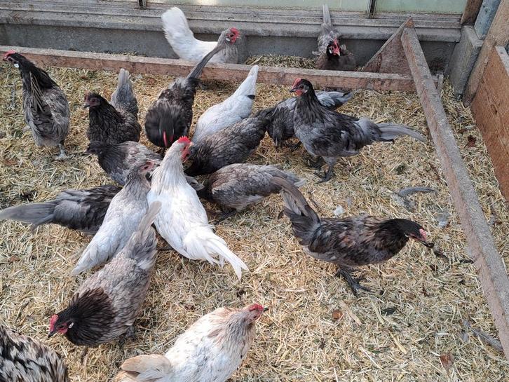 Mooie jonge krielkippen goede eileggers mooie kleuren, Dieren en Toebehoren, Pluimvee, Kip, Meerdere dieren