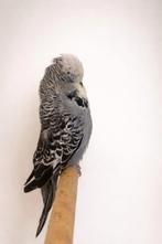 Engelse grasparkiet man, Dieren en Toebehoren, Mannelijk, Parkiet, Geringd