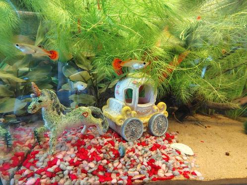 Clubje aquarium bewoners aangeboden voor nieuw aquarium!, Dieren en Toebehoren, Vissen | Aquariumvissen, Vis