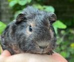 Schattig cavia beertje met krulvacht in bijzondere kleur, Dieren en Toebehoren, Knaagdieren, Mannelijk, Cavia, Na 1 juli 2024