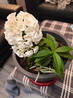 Vlambloem wit., Ophalen of Verzenden, Najaar, Halfschaduw, Bloembol