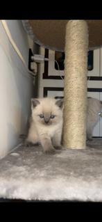 Britse korthaar kittens, Dieren en Toebehoren, Meerdere dieren, Gechipt, 0 tot 2 jaar