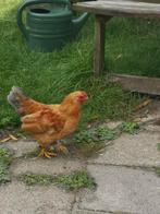 Lief klein jong haantje zoekt harum, Dieren en Toebehoren, Mannelijk, Kip