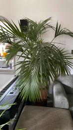 Geweldige palm, waarschijnlijk phoenix, Huis en Inrichting, Kamerplanten, Ophalen, Palm, Halfschaduw, In pot