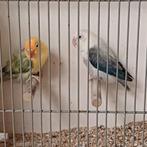 Mooi broedkoppel Agapornis Fisheri, Dieren en Toebehoren, Meerdere dieren, Dwergpapegaai of Agapornis, Geringd