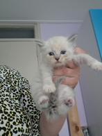 Siberische  Neva Masquerade kittens, Dieren en Toebehoren, Katten en Kittens | Raskatten | Langhaar, Meerdere dieren, Met stamboom