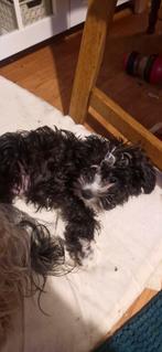 Kruising van maltezer en york, Dieren en Toebehoren, CDV (hondenziekte), 8 tot 15 weken, Eén hond, Nederland