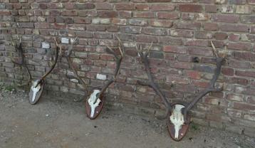 3 maal schedel met gewei van edelhert beschikbaar voor biedingen