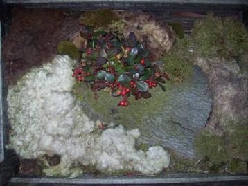 Schapenwol bescherming-Bemesting voor uw Buiten Planten Tuin beschikbaar voor biedingen