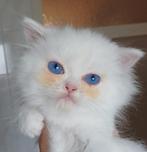 Prachtige lieve Britse Langhaar Kitten, Dieren en Toebehoren, Katten en Kittens | Raskatten | Langhaar, Kater, Ontwormd