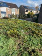 Sedummatten - Direct van de kweker!, Tuin en Terras, Gras en Kunstgras, Ophalen of Verzenden, Nieuw, Minder dan 10 m², Gras
