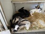Lotharinger groot jonge konijnen, Dieren en Toebehoren, Meerdere dieren, Groot