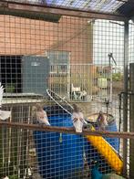 Mooie chinese meeuwduiven, Dieren en Toebehoren, Vogels | Overige Vogels, Meerdere dieren