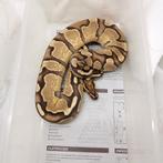 0.1 enchi chocolate 100% het ghost python regius, Dieren en Toebehoren, Reptielen en Amfibieën, Slang, 0 tot 2 jaar, Tam