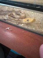 75% superdwarf retic vrouwtje purple albino, Slang, 0 tot 2 jaar