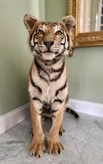Schitterend opgezette tijger taxidermie, Ophalen, Zo goed als nieuw, Wild dier, Opgezet dier
