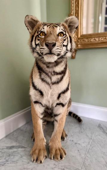 Schitterend opgezette tijger taxidermie beschikbaar voor biedingen