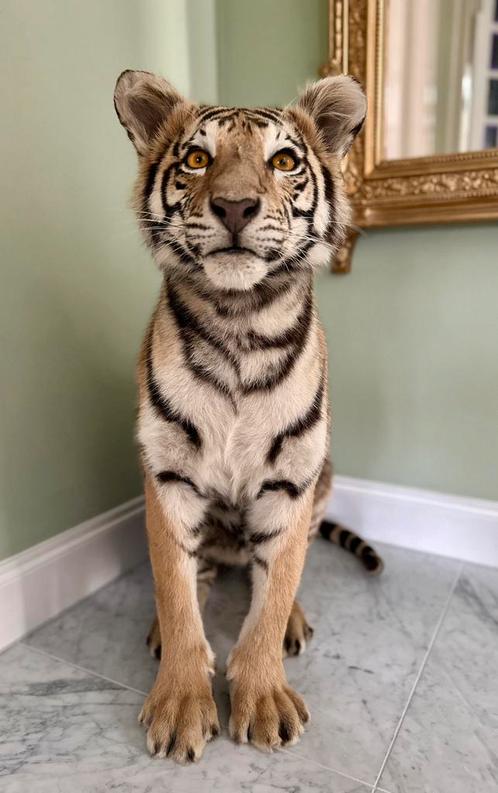 Schitterend opgezette tijger taxidermie, Verzamelen, Dierenverzamelingen, Zo goed als nieuw, Opgezet dier, Wild dier, Ophalen