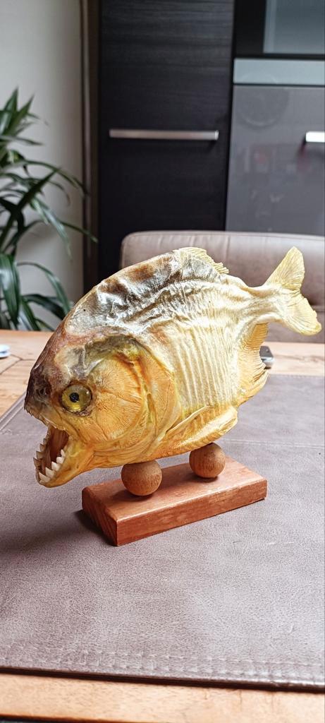 Taxidermie piranha op houten voet antiek, Antiek en Kunst, Antiek | Overige Antiek, Ophalen