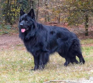 Duitse herder dekreu  beschikbaar voor biedingen