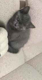 Britse korthaar Kitten, INCL. Alle spullen! Zie omschrijving, Kater, Gechipt, 0 tot 2 jaar