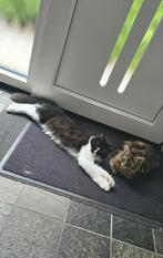 Maine coon kater, al ruim 3,4 kg ,Volledig gevaccineerd!!, Kater, Ontwormd