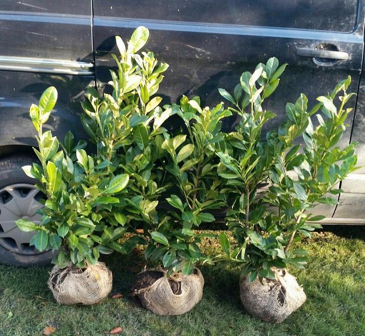 Laurier Haag Rotundifolia 80/100 t/m 140/160cm, Tuin en Terras, Planten | Struiken en Hagen, Laurier, 100 tot 250 cm, Ophalen