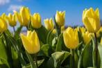 30 gele tulpenbollen ca 30 cm hoog en bloeien al vroeg, Ophalen of Verzenden, Najaar, Volle zon, Bloembol