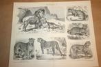 2 antiek prenten - Katachtigen [Leeuw, tijger etc] - 1885 !!, Gebruikt, Ophalen of Verzenden, Voor 1940