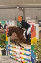 lease pony, Dieren en Toebehoren, Merrie, B, 3 tot 6 jaar, B pony (1.17m tot 1.27m)