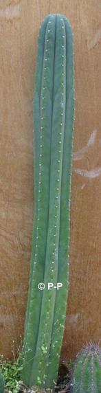 Valse San Pedro Cactussen - Planten en stekken, Huis en Inrichting, Kamerplanten, Cactus, Minder dan 100 cm, Ophalen of Verzenden