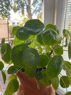 Mooie Pannenkoekenplant, Overige soorten, In pot, Minder dan 100 cm, Groene kamerplant