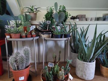 Verschillende Cactussen (groot en klein) - Cactus / Vetplant beschikbaar voor biedingen