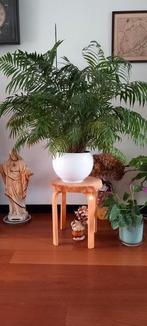 Areca palm grote plant zonder pot, Eén persoon, Cadeaubon, Overige typen
