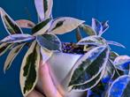 Hoya Krimson Queen, Carnosa, Krohniana Black, Splash, Huis en Inrichting, Kamerplanten, Ophalen of Verzenden, Halfschaduw, Minder dan 100 cm