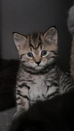 Half Brits half Europese korthaar kittens, Dieren en Toebehoren, Katten en Kittens | Raskatten | Korthaar, Geslacht onbekend, Ontwormd