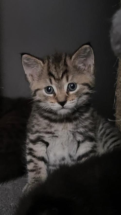 Half Brits half Europese korthaar kittens, Dieren en Toebehoren, Katten en Kittens | Raskatten | Korthaar, Geslacht onbekend, 0 tot 2 jaar